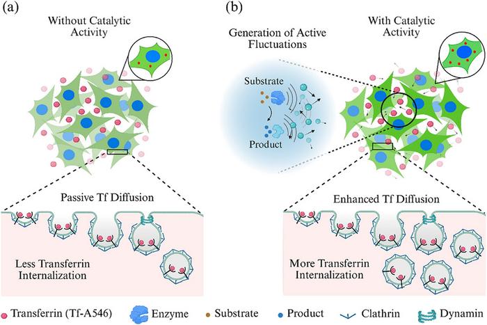 Effect of active fluctuations on Transferrin internalization.