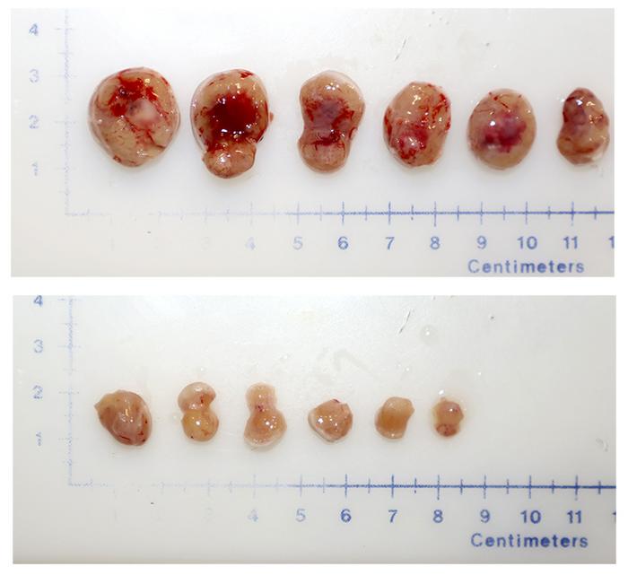 Silencing of Sirt1 significantly reduces tumor size