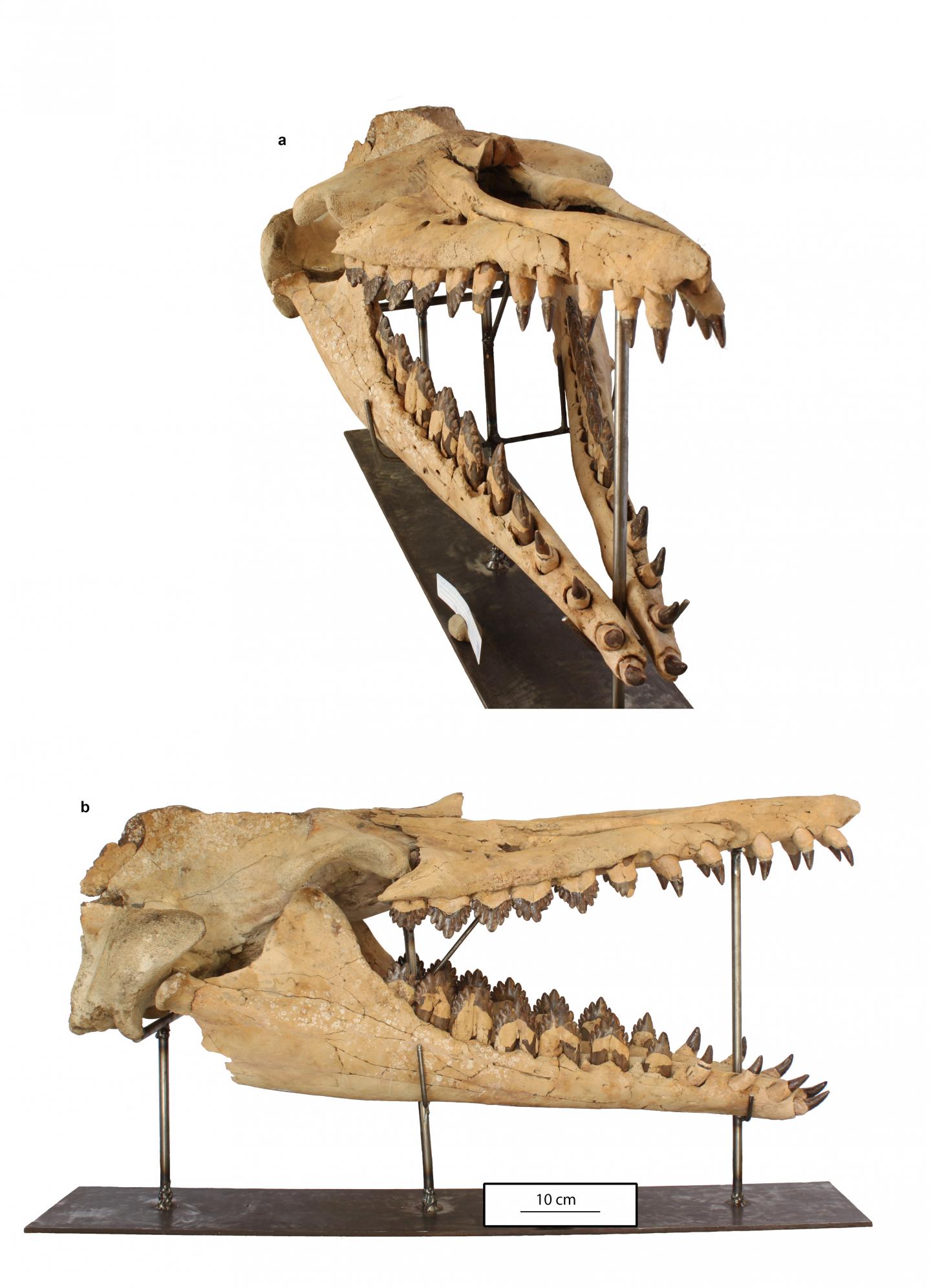 <i>Coronodon havensteini</i> Skull