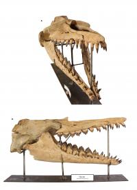 <i>Coronodon havensteini</i> Skull