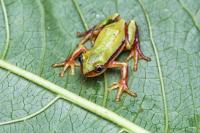 Male <i>Afrixalus clarkei</i>