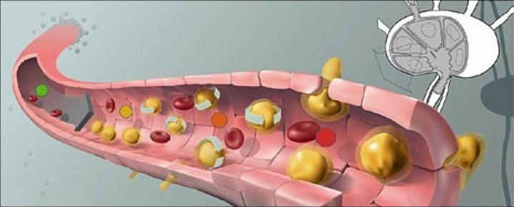 Blocking JAM-C Protein