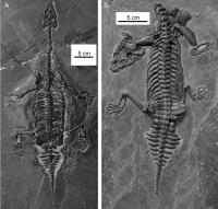 Brevicaudosaurus jiyangshanensis