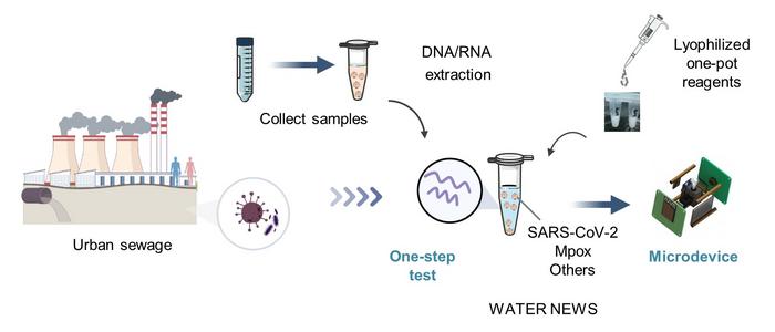 Rapid field detection of pathogens in wastewater