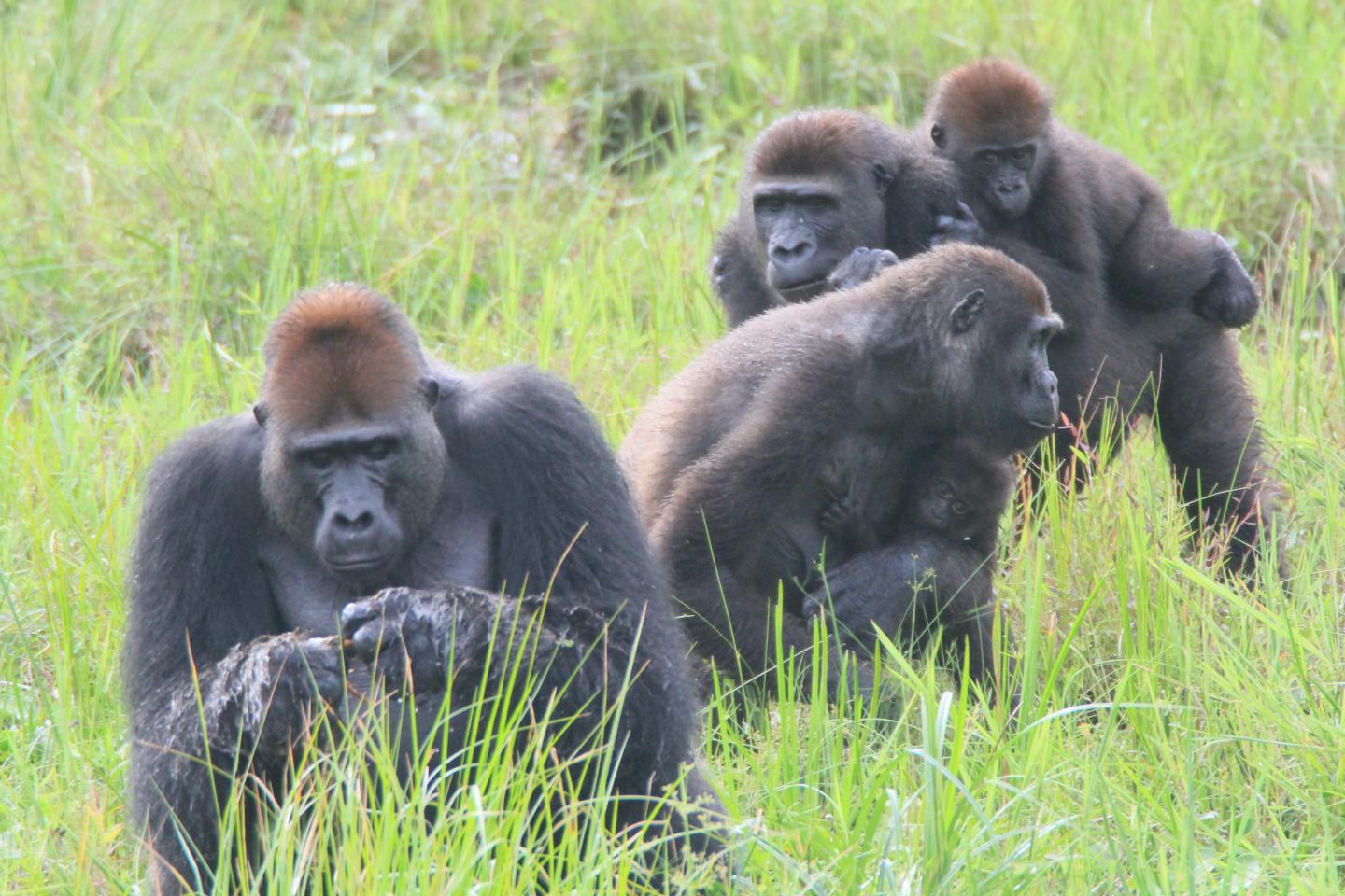 Gorilla Group