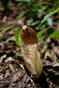 Netted Stinkhorn Fungus in the Belize Rainforest