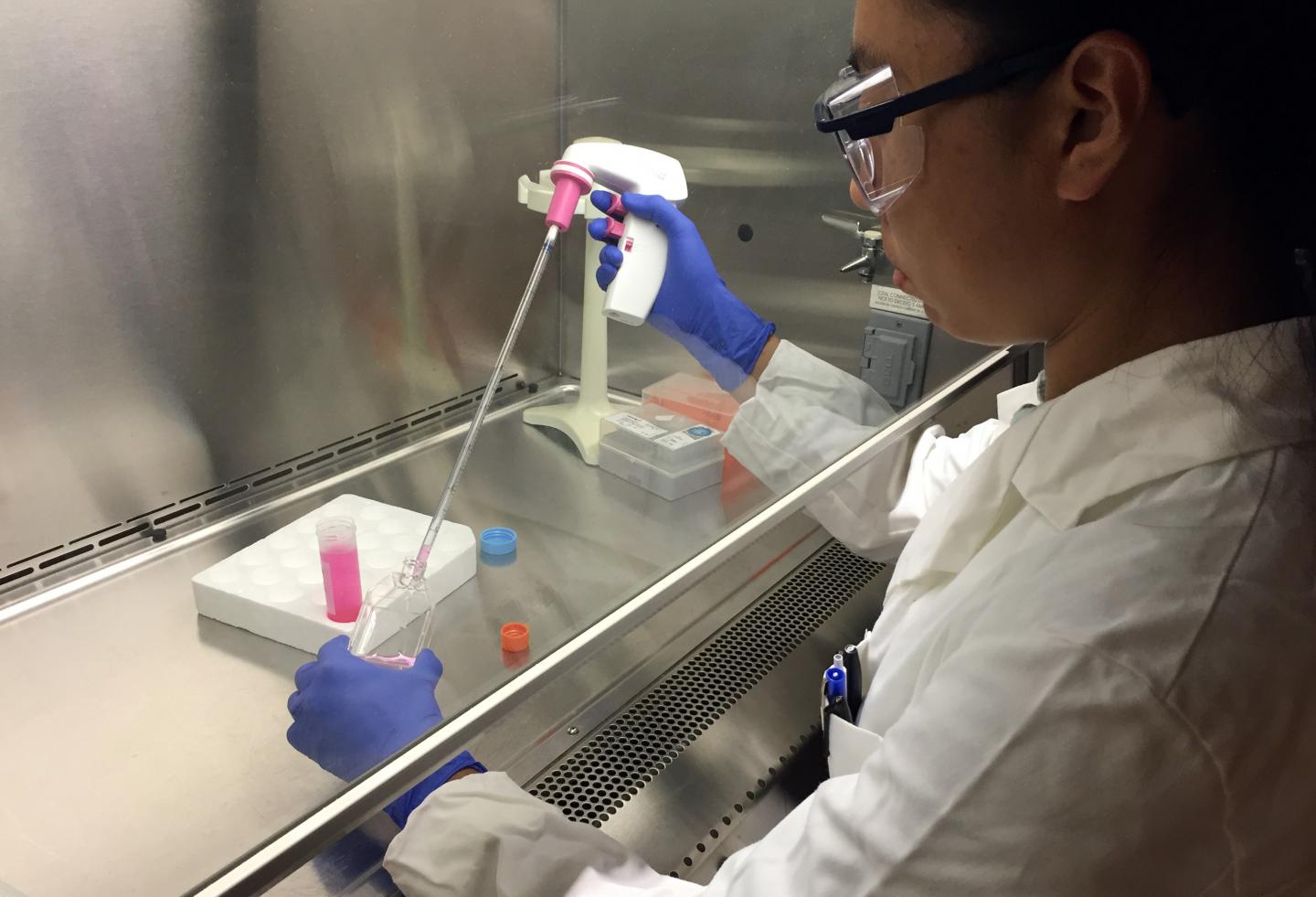 Studying Pancreatic Cancer Cells (2 of 2)