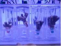Sample coral