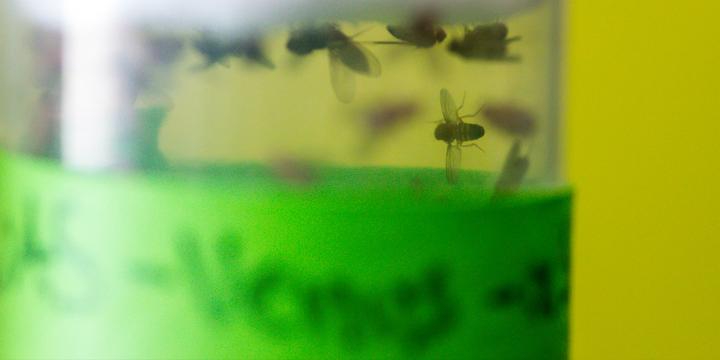 A Fly in the Lab of Daniel Babcock at Lehigh University