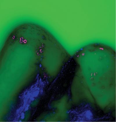 Polystyrene Microspheres inside Gills
