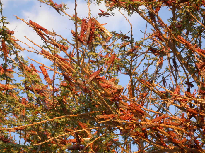 Group of Locusts.