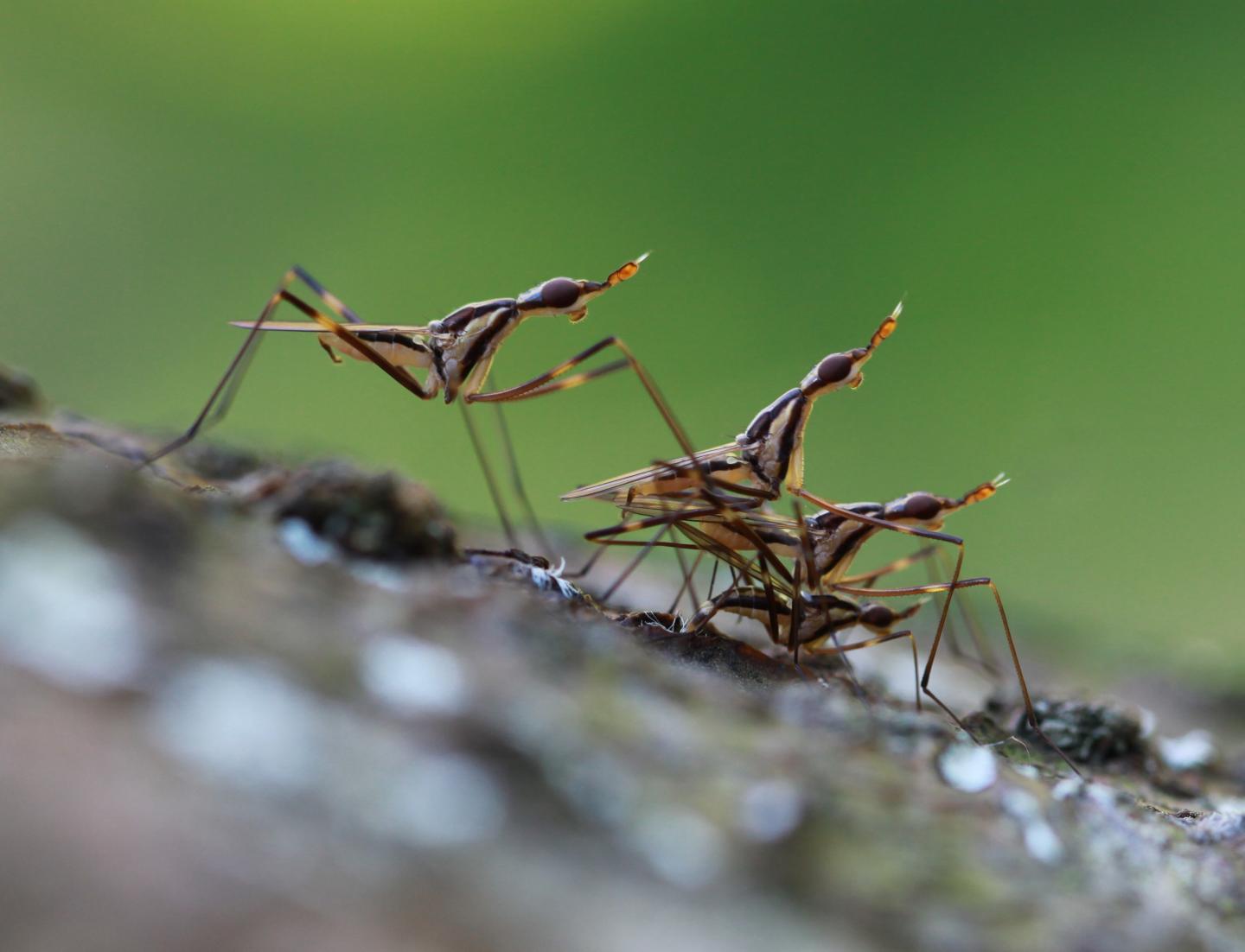 Neriid Fly 2
