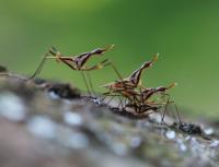 Neriid Fly 2