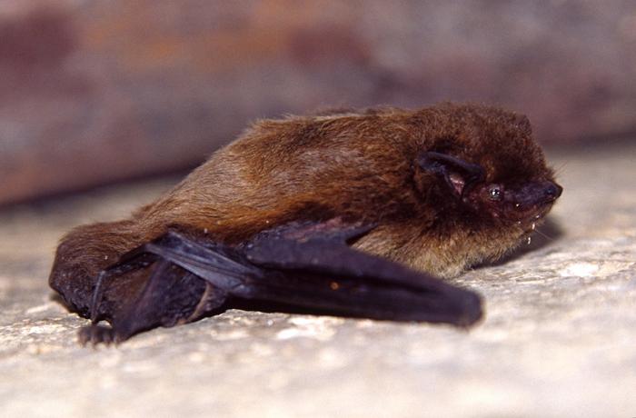 Bat Prey