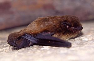 Bat Prey