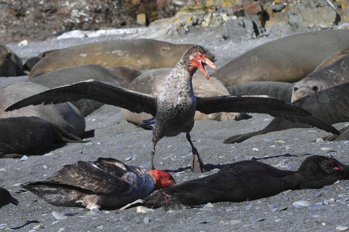 Northern Giant Petrel Disputing Over a Seal Carcass at South Georgia