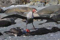 Northern Giant Petrel Disputing Over a Seal Carcass at South Georgia