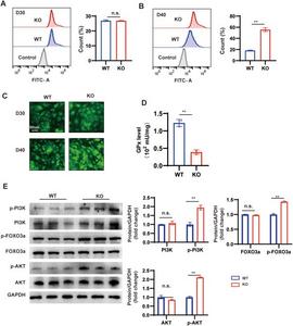 MYBPC3 deficiency causes excessive oxidative stress.