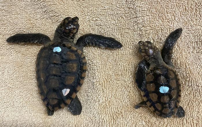 Size Difference of Loggerhead Hatchlings