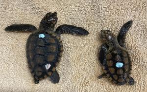 Size Difference of Loggerhead Hatchlings