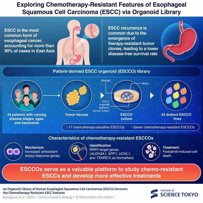 Exploring chemotherapy-resistant features of esophageal squamous cell carcinoma (ESCC) via organoid library