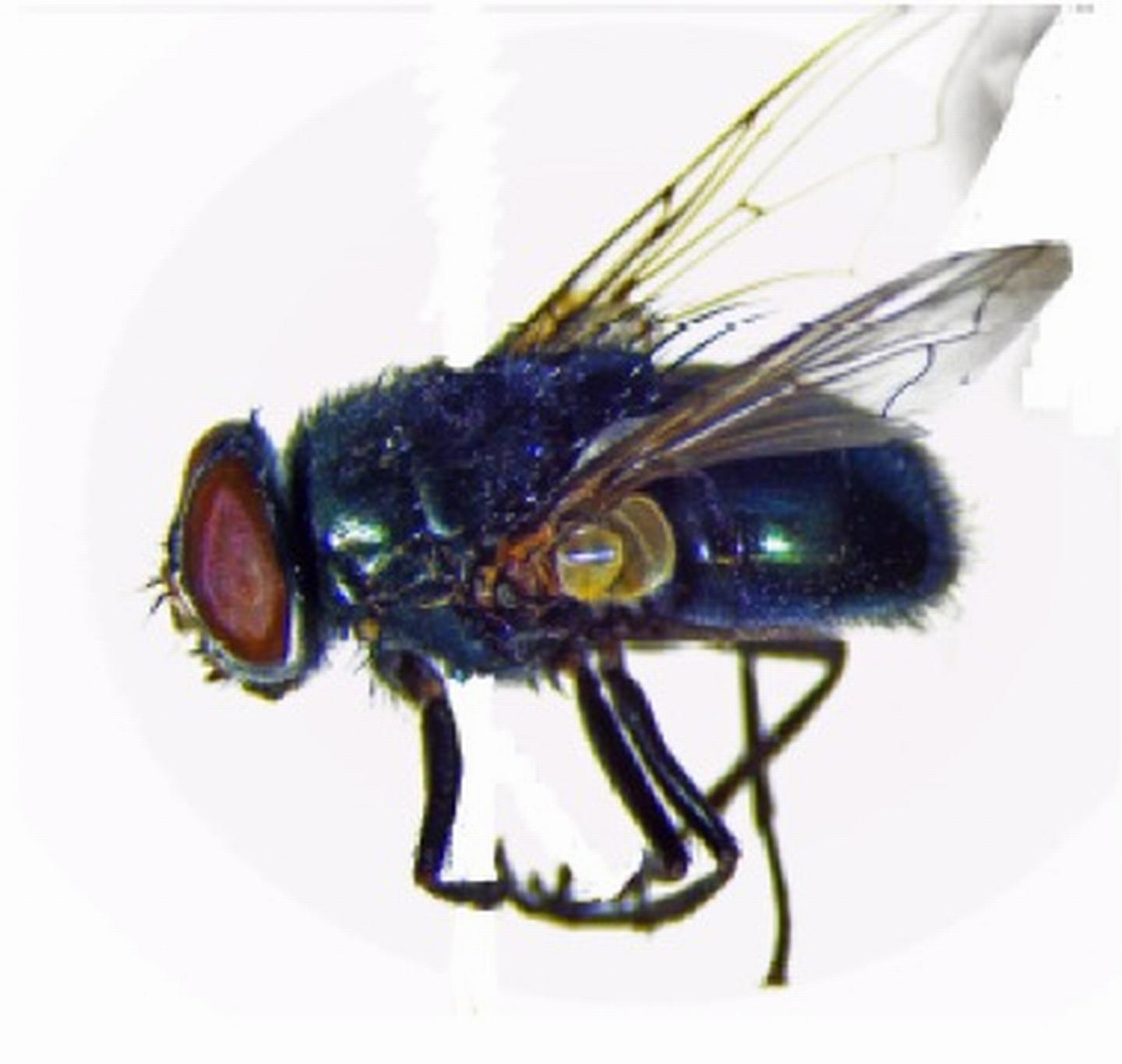 Black Blow Fly