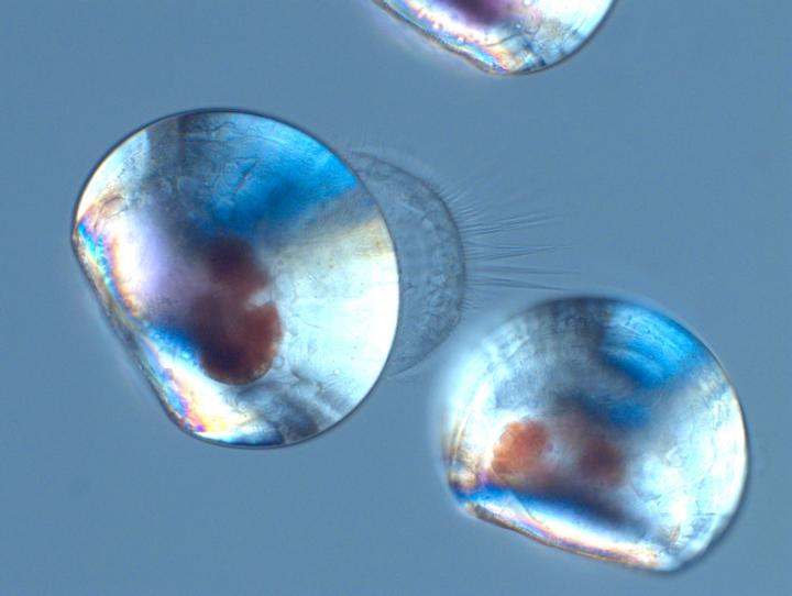 Two-Day-Old Mussels Larvae Viewed by a Polarizing Microscope.