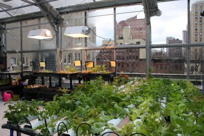Fresh City Tomatoes