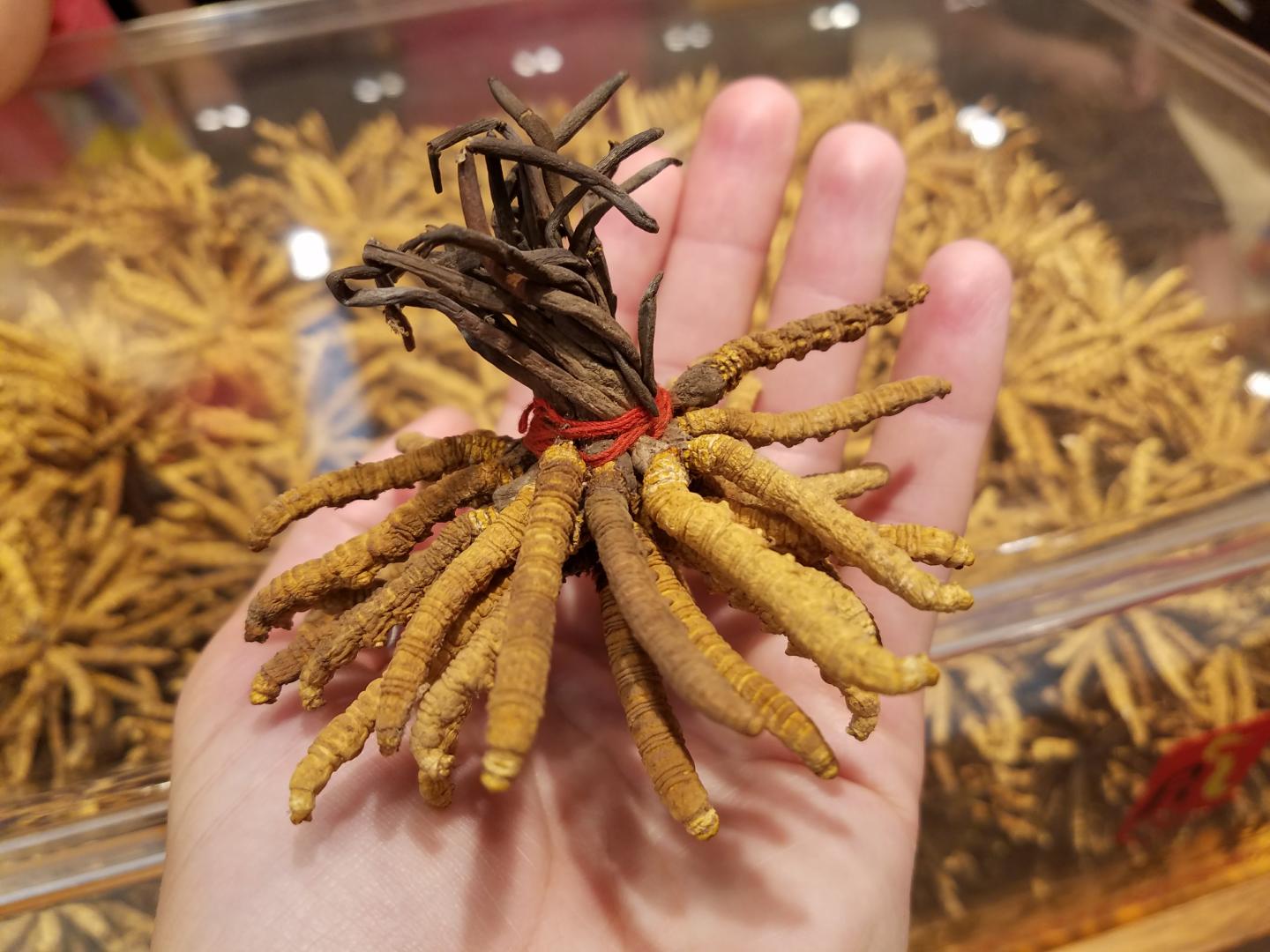 Caterpillar Fungus