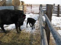 Newborn Calf in Glasgow, Mont. (3 of 3)