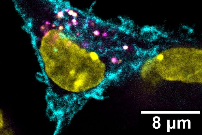 Dendritic cell surfaces