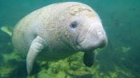 Manatee2