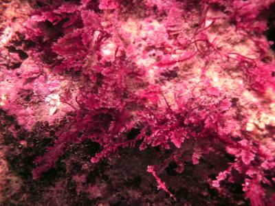 Seaweed Samples (1 of 2)