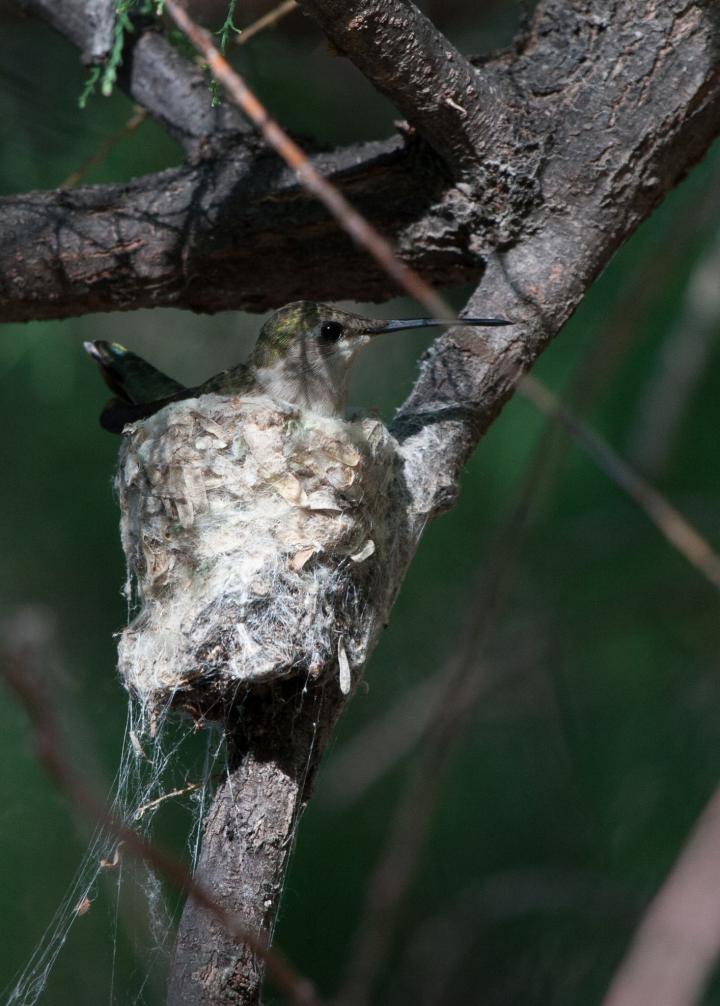 Hummingbirds Near Hawks Benefit from Nest Protection (5 of 9)