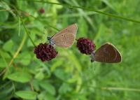 Dusky Large Blue