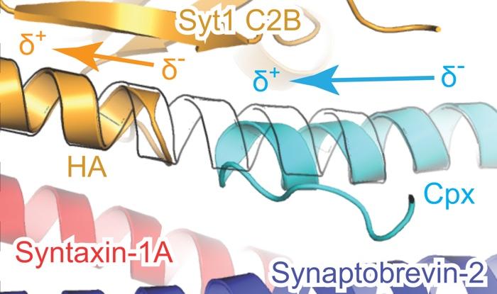 Close-Up View of Three-Part Protein Interaction
