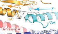 Close-Up View of Three-Part Protein Interaction