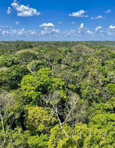 View of the rainforest canopy