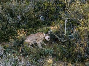 Adult puma leaving the penguin nesting area