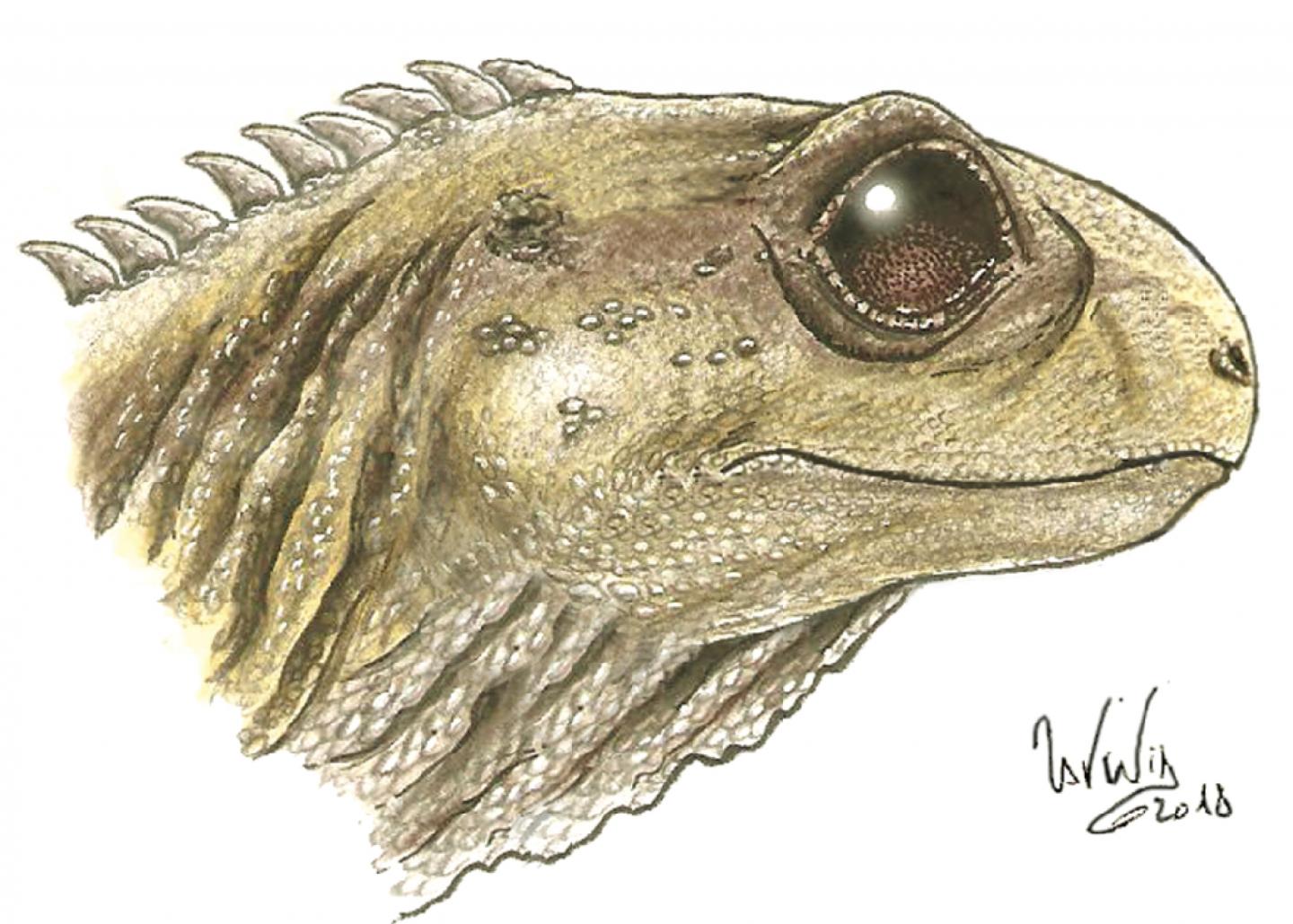 Life Image of <em>Clevosaurus</em>
