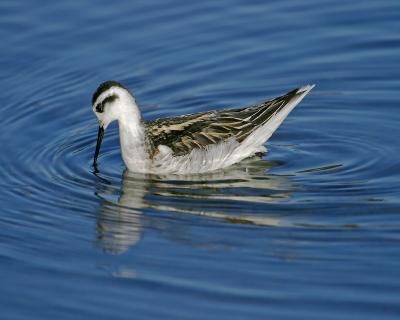 A Shorebird Defies Gravity to Eat (1 of 4)
