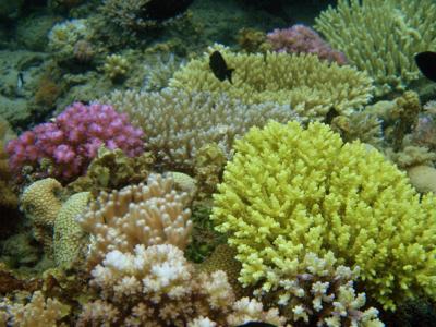 Tanzania Super Reef