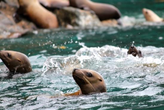 Sea Lions