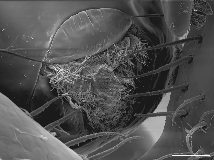 The three-lipped, tendril-filled mouth of the Callipallene pilosuspedes at 30 micrometres