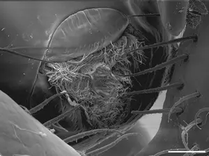 The three-lipped, tendril-filled mouth of the Callipallene pilosuspedes at 30 micrometres