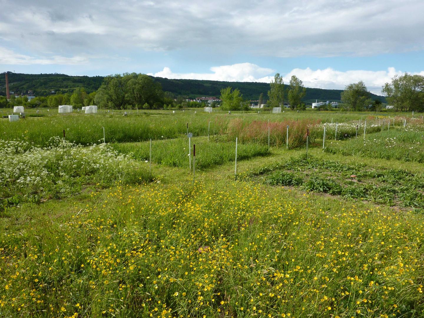Jena Experiment
