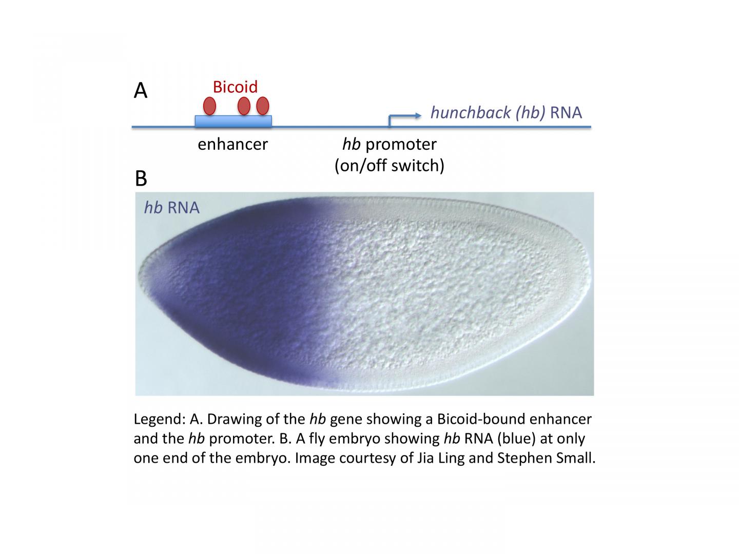 Scientists uncover the intricacies of the 'on/off switch' that creates cell differentiation