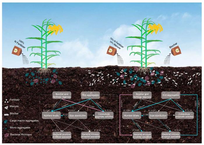 The application of biochar and organic fertilizer substitution regulates the diversities of habitat specialist bacterial communities within soil aggregates in proso millet farmland