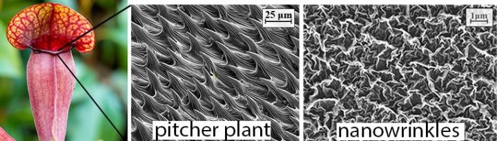 The Pitcher Plant that Inspired the Nanowrinkles