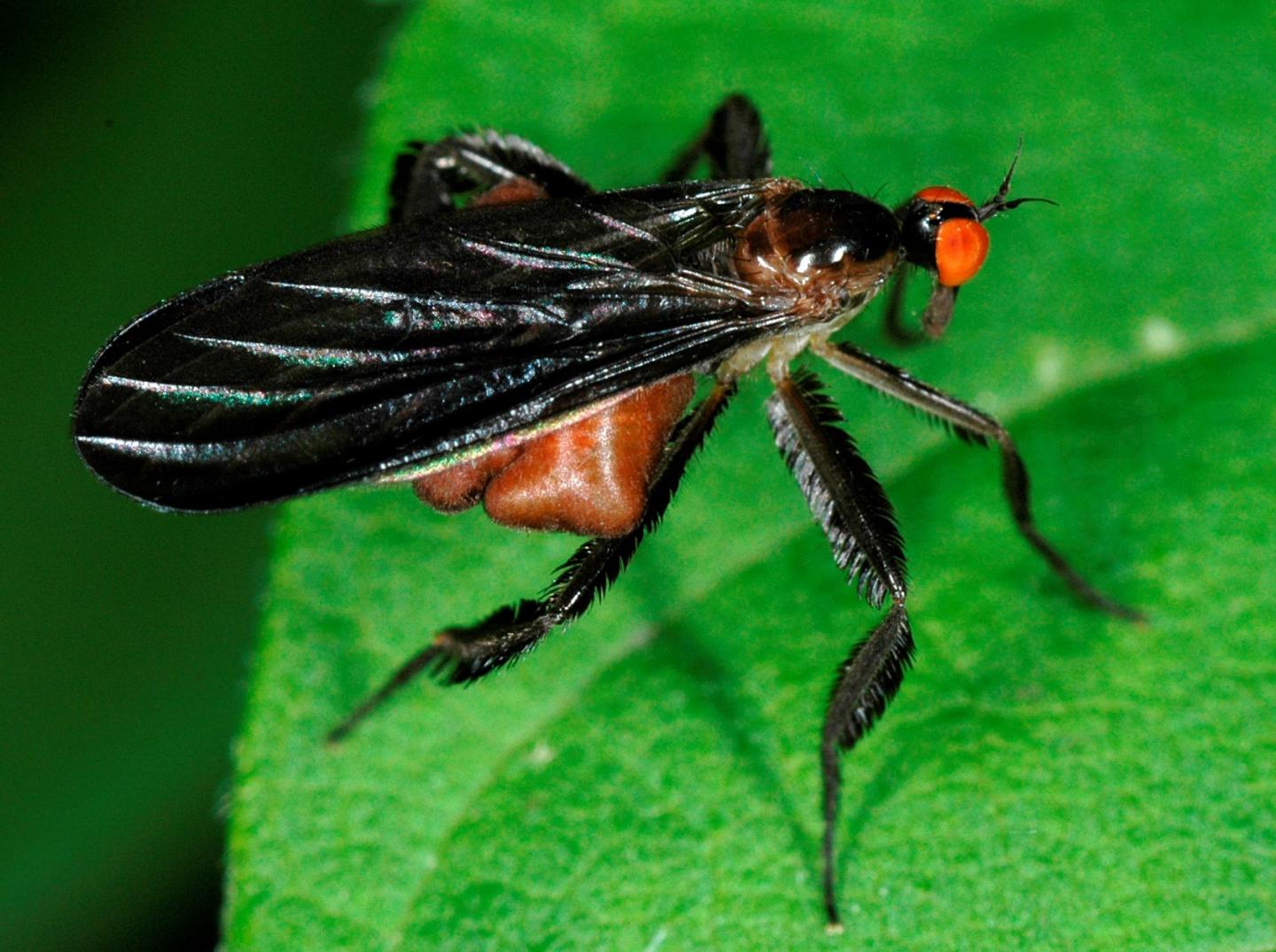 Dance Fly